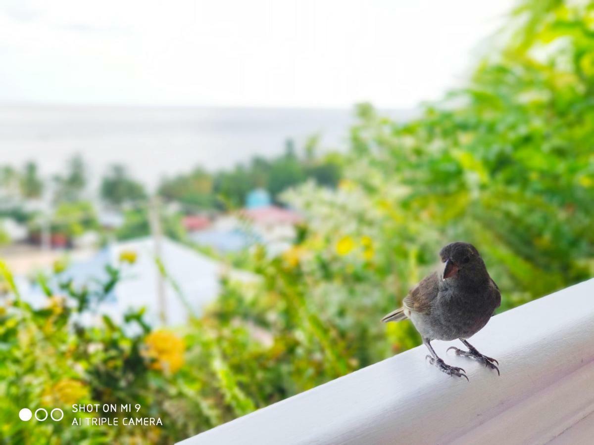 Hotel Le Manguier Morne Pavillon Eksteriør bilde